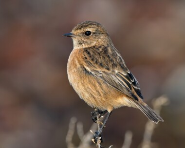 stonechat221125b Stonechat Langness, Isle of Man