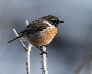 stonechat280326 Stonechat Derbyhaven, Isle of Man