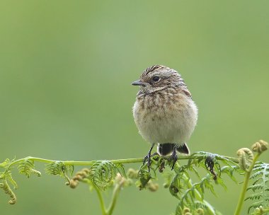 whinchat010707b Whinchat (Juvenile) Laxey, Isle of Man