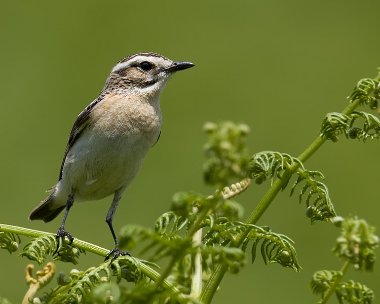 whinchat260609 Whinchat Laxey, Isle of Man