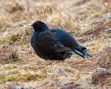 blackgrouse160318 Black Grouse Amulree, Scotland