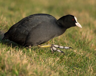 coot311225 Coot Kerrowdhoo, Isle of Man