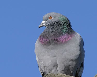 feralpigeon Feral Pigeon Douglas, Isle of Man