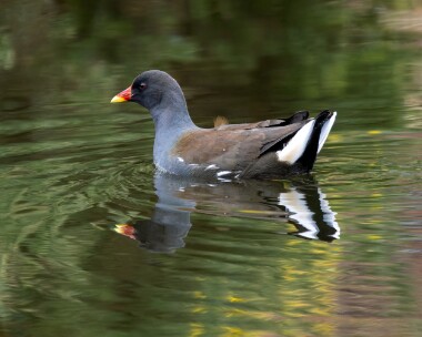 moorhen090226 Moorhen Kerrowdhoo, Isle of Man