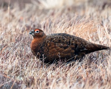 redgrouse030319 Red Grouse, Lochindorb, Scotland