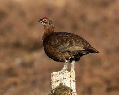 redgrouse190316 Red Grouse Amurlee, Perthshire