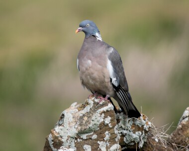 woodpigeon260326 Wood Pigeon Langness, Isle of Man