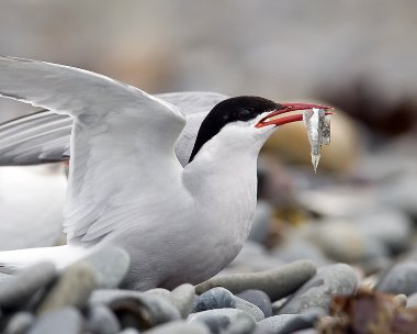 arctictern020808d Arctic Tern The Ayres, Isle of Man