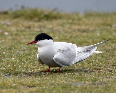 arctictern230509 Arctic Tern The Ayres, Isle of Man