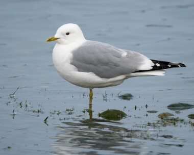commongull030426 Common Gull POA NR, Isle of Man