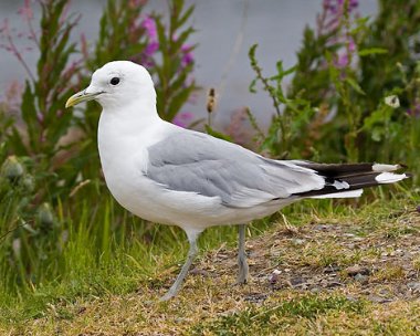 commongull3 Common Gull Broadford, Isle of Skye