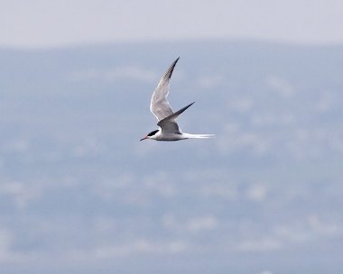 commontern Common Tern Langness, Isle of Man
