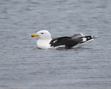 gbbg060226 Great Black-backed Gull POA NR, Isle of Man
