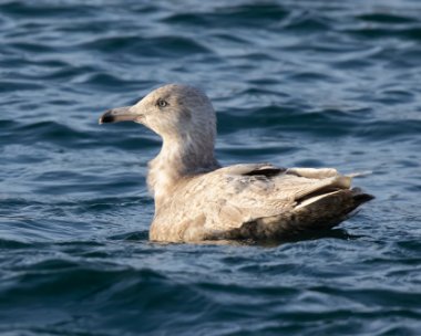glonk010119 Glaucous Gull Peel, Isle of Man