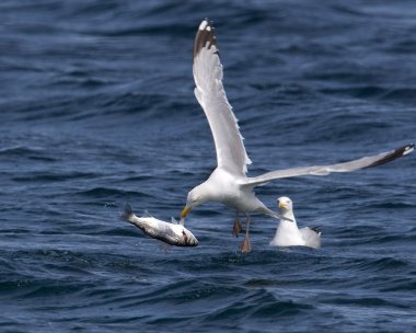 herringgull190709 Herring Gull (with Bass) Point of Ayre, Isle of Man