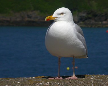 herringgull2 Herring Gull Port Erin, Isle of Man