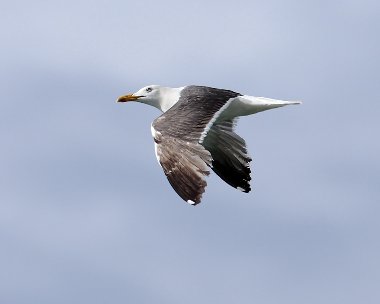 lbbg240607 Lesser Black-backed Gull The Ayres, Isle of Man