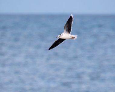 littlegull120223g Little Gull Peel, Isle of Man