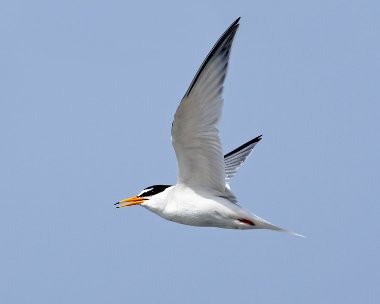 littletern240607b Little Tern Smeale, Isle of Man