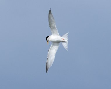 littletern240607c Little Tern Smeale, Isle of Man