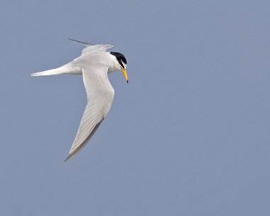 littletern250508b Little Tern Smeale, Isle of Man