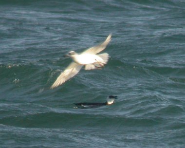 medgull Mediterranean Gull Point of Ayre, Isle of Man (Record shot)