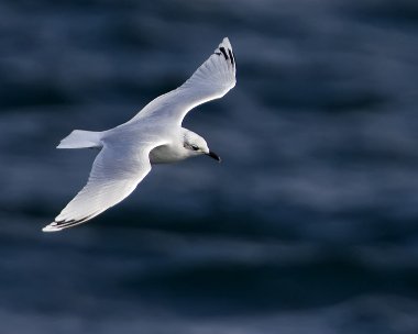 medgull241009 Mediterranean Gull Peel, Isle of Man
