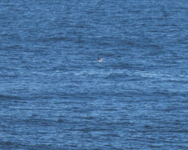 rossgull150323 Ross' Gull (Record shot) Fraserburgh, Scotland