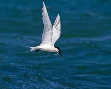 sarnie280412 Sandwich Tern Point of Ayre, Isle of Man