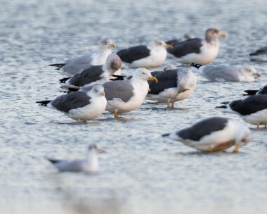 yellowleggedgull161012