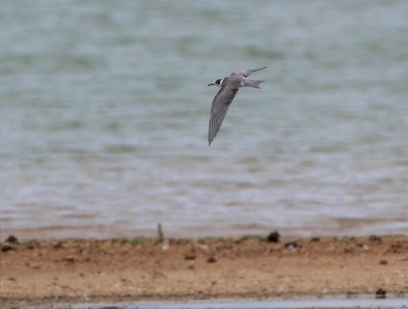 Black Tern