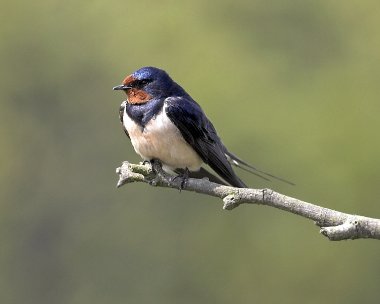 swallow040507 Swallow The Phurt, Isle of Man