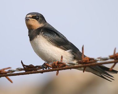 swallow14 Swallow Langness, Isle of Man