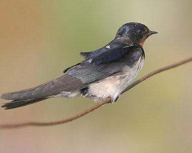 swallow15 Swallow Langness, Isle of Man