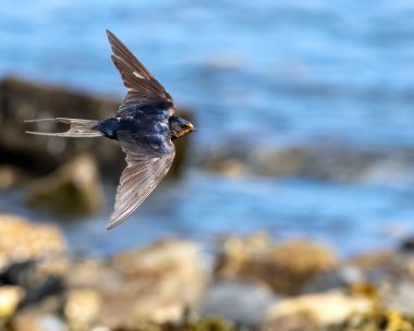 swallow190823 Swallow Derbyhaven, Isle of Man
