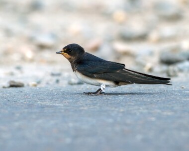 swallow240710b Swallow Point of Ayre, Isle of Man