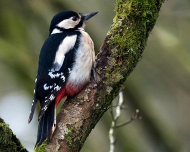 gsw020319 Great-spotted Woodpecker Ken Dee, Scotland