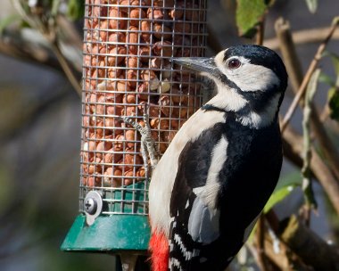 gsw040310 Great-spotted Woodpecker Andreas, Isle of Man