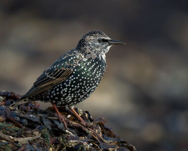 starling171025 Starling Derbyhaven, Isle of Man