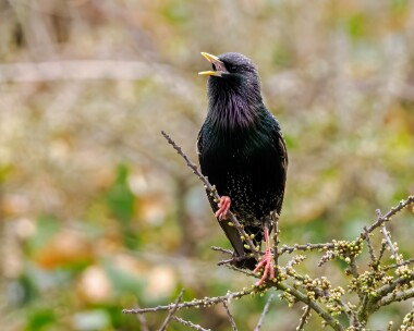 starling220325 Starling Langness, Isle of Man