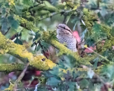wryneck050916 Wryneck Point of Ayre, Isle of Man (Record shot)