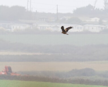 blackkite180925s Black Kite (record shot) Polgigga, Cornwall