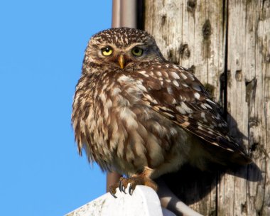 littleowl050710 Little Owl Widdop, Yorkshire