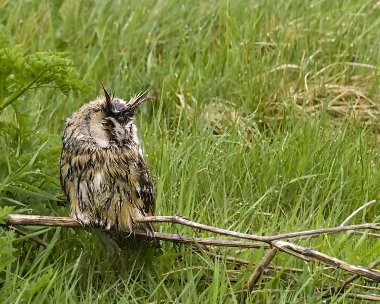 leo300409 Long-eared Owl Langness, Isle of Man