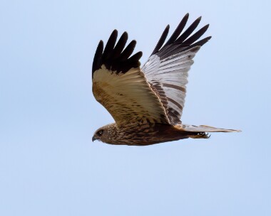 marshharrier090425s Marsh Harrier Cley, Norfolk