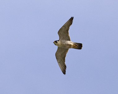 peregrine280608b Peregrine Falcon Maughold, Isle of Man