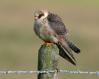 redfootedfalcon2new Red-footed Falcon Druidale, Isle of Man