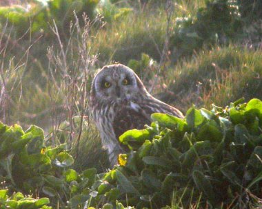 seo2 Short eared Owl Langness, Isle of Man