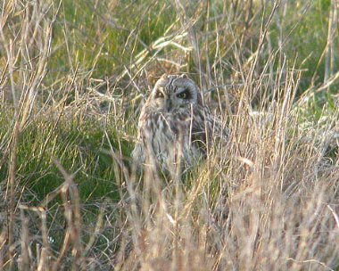 seo5 Short eared Owl Langness, Isle of Man