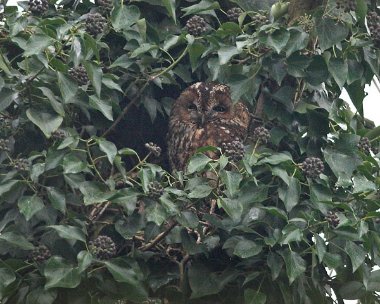tawnyowl20061226 Tawny Owl Moore Nr, Cheshire